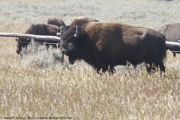 Bison at Yellowstone national park in Wyoming USA Picture Board by Arun 