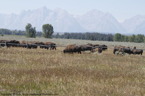 Bison at Yellowstone national park in Wyoming USA Picture Board by Arun 