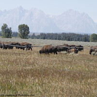 Buy canvas prints of Bison at Yellowstone national park in Wyoming USA by Arun 