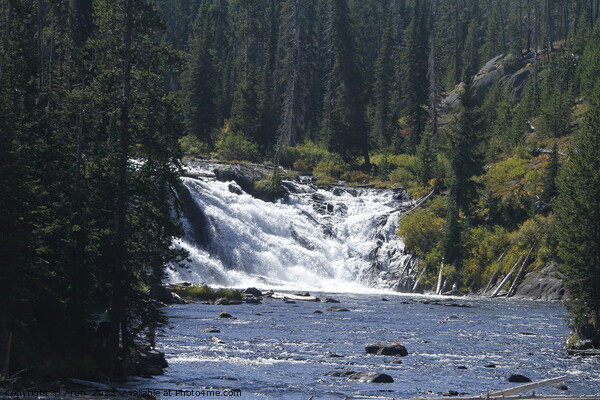 Waterfall at Yellowstone national park in Wyoming USA Picture Board by Arun 