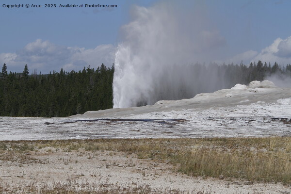 Old faithful geyser at Yellowstone national park in Wyoming USA Picture Board by Arun 