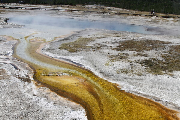 Sulfur Geysers at Yellowstone national park in Wyoming USA Picture Board by Arun 