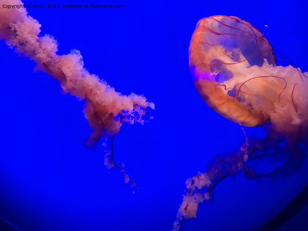 Jelly Fish at California Academy of Sciences California Picture Board by Arun 