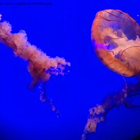Buy canvas prints of Jelly Fish at California Academy of Sciences California by Arun 