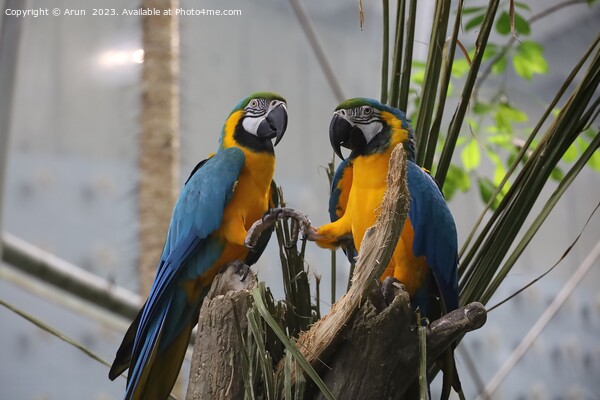 Macaws at the California Academy of Science Picture Board by Arun 