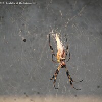 Buy canvas prints of Golden Silk Spider at the California Academy of Science by Arun 