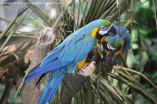 Macaws at the California Academy of Science Picture Board by Arun 