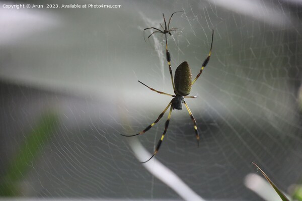 Golden Silk Spider at the California Academy of Science Picture Board by Arun 