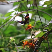 Buy canvas prints of Butterflies at the California Academy of Science by Arun 