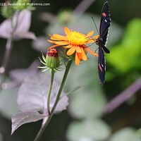 Buy canvas prints of Butterflies at the California Academy of Science by Arun 