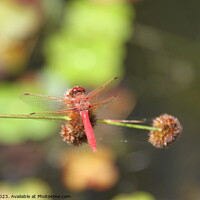Buy canvas prints of Dragon flies in the wild by Arun 