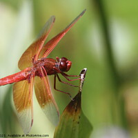 Buy canvas prints of Dragon flies in the wild by Arun 