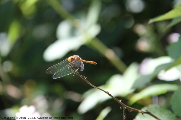 Dragon flies in the wild Picture Board by Arun 