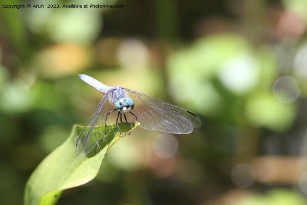 Dragon flies in the wild Picture Board by Arun 