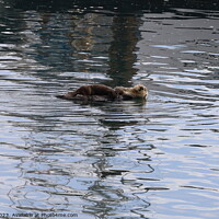 Buy canvas prints of Otters in the ocean by Arun 