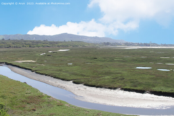 Marshes at Morro bay california Picture Board by Arun 