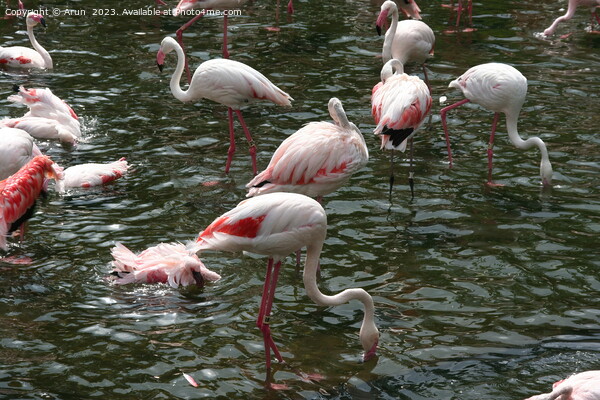 Flamingos in a zoo in Hong Kong  Picture Board by Arun 