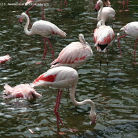 Buy canvas prints of Flamingos in a zoo in Hong Kong  by Arun 