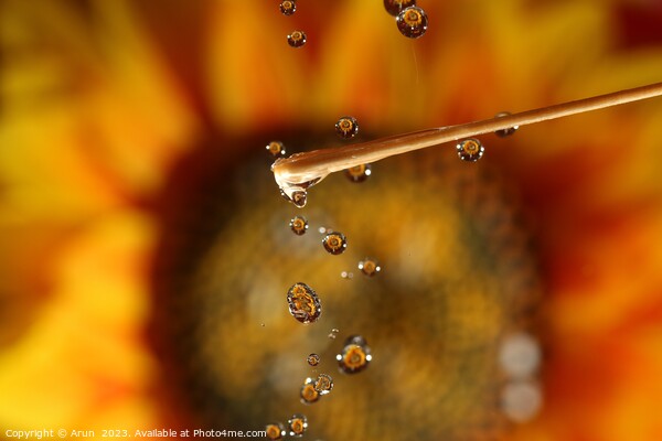 Water drops and Flowers Picture Board by Arun 