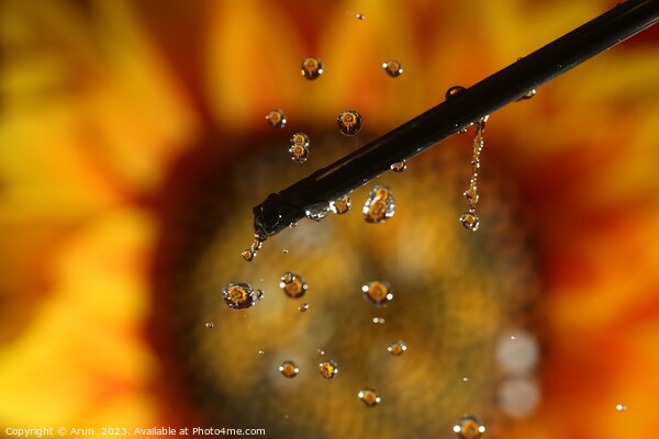 Water drops and Flowers Picture Board by Arun 