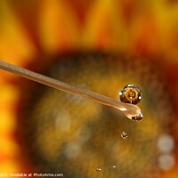 Buy canvas prints of Water drops and Flowers by Arun 