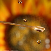 Buy canvas prints of Water drops and Flowers by Arun 