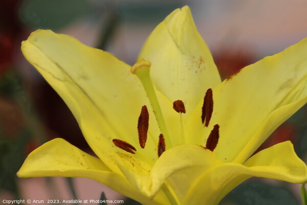 Yellow flower close up Picture Board by Arun 