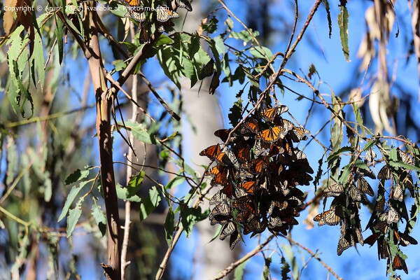 Butterflies in Ardenwood farm Fremont California Picture Board by Arun 