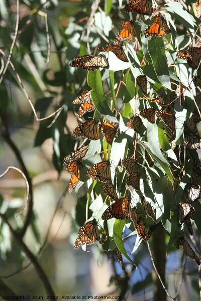 Butterfly Migration Picture Board by Arun 