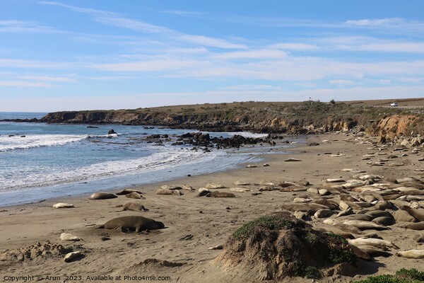 Sea lions on the beach at Piedra Blanca California Picture Board by Arun 