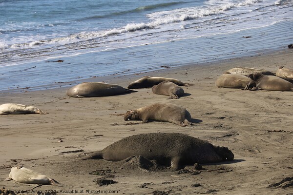 Sea lions on the beach at Piedra Blanca California Picture Board by Arun 