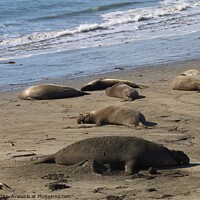 Buy canvas prints of Sea lions on the beach at Piedra Blanca California by Arun 