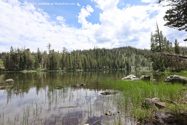 Big Bear Lake at Eureka Plumas Forest, California Picture Board by Arun 