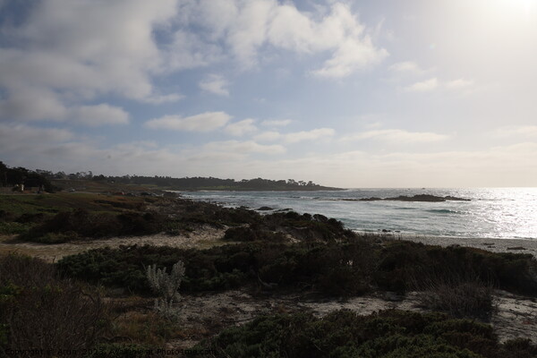 17 mile drive in Pebble beach, Monterey, California Picture Board by Arun 