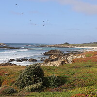 Buy canvas prints of 17 mile drive in Pebble beach, Monterey, California by Arun 
