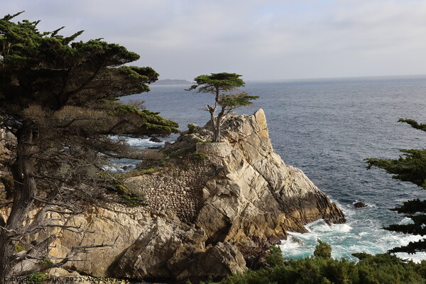 Lone pine on 17 mile drive in Pebble beach, Monterey, California Picture Board by Arun 