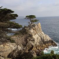 Buy canvas prints of Lone pine on 17 mile drive in Pebble beach, Monterey, California by Arun 