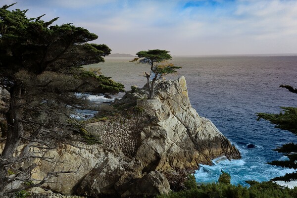 17 mile drive in Pebble beach, Monterey, California Picture Board by Arun 