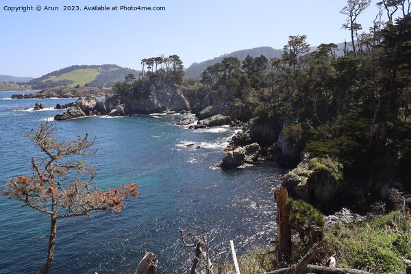 Point Lobos State park in California Picture Board by Arun 