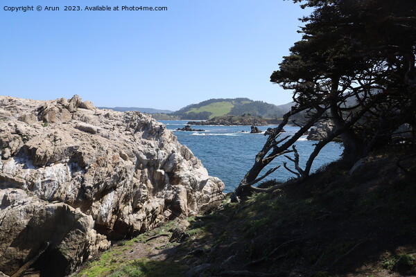 Point Lobos State park in California Picture Board by Arun 