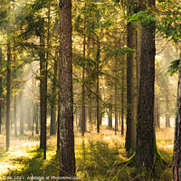 Buy canvas prints of Magical Deep foggy Autumn Forest. Park. Beautiful Scene Misty Old Forest with Sun Rays, by Przemek Iciak