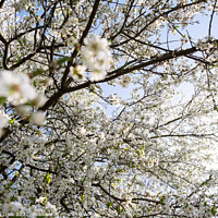 Buy canvas prints of Branch of a blossoming tree with beautiful white flowers by Przemek Iciak