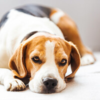 Buy canvas prints of Beagle dog tired sleeps on a cozy sofa. by Przemek Iciak