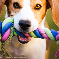 Buy canvas prints of Beagle dog runs in garden towards the camera with colorful toy. Sunny day dog fetching a toy. by Przemek Iciak