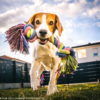 Buy canvas prints of Dog run, beagle jumping fun in the garden summer sun with a toy fetching by Przemek Iciak