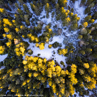 Buy canvas prints of Winter forest aerial view from above during sunset by Przemek Iciak