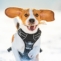 Buy canvas prints of Tricolor beagle dog having fun in deep snow in win by Przemek Iciak