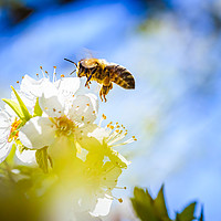 Buy canvas prints of Honey Bee in midair landing on flower. by Przemek Iciak