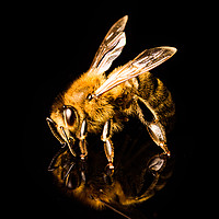 Buy canvas prints of Honey bee detailed macro shoot  by Przemek Iciak