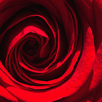 Buy canvas prints of Red rose closeup in sun light by Przemek Iciak